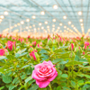 Horticulture