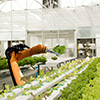 All Industrial, Indoor Growing